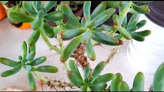 How do I fix my Sedum Pachyphyllum aka banana [upl. by Maller311]