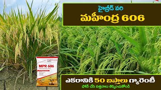 Mahindra 606 Paddy Seeds EXPOSED Best Hybrid Variety for Farmers [upl. by Karylin545]