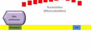 Transcrição  a síntese de RNA [upl. by Justicz]