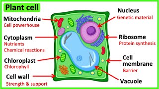 Learn all about plant cells in 2 MINUTES 🌱  Easy science video [upl. by Atiuqcir]