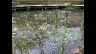 Charente  Nanteuil en Vallée [upl. by Loftus]