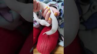 Lesser Clown Pied Uraeuses snake ballpython [upl. by Coshow810]