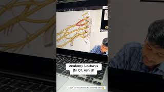 Brachial Plexus  Upper Limb Anatomy First Year MBBS  Anatomy lectures by Ashish [upl. by Karp189]