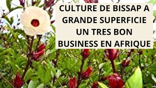 Culture de Bissap Hibiscus sabdariffa à Grande Superficie Un Très Bon Business en Afrique [upl. by Adamok]