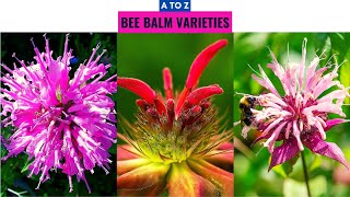 Bee Balm Varieties A to Z [upl. by Notserp]