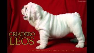 Venta de Cachorros Bulldog Ingles [upl. by Ming]