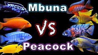 African Cichlid Showdown Peacock Cichlids vs Mbuna Cichlids  Which One Comes Out on Top [upl. by Aroda]