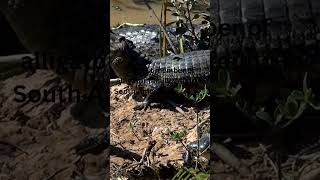 Black Caiman Largest Alligator Family Member in South America wildlife nature [upl. by Diskin]