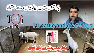 Barish Karachi Bakri Ko Bukhar Mein Kya Dena Chahiye  What Should be Given to a Goat in Fever [upl. by Ocicnarf]