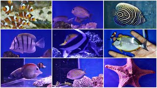 Marine Fishes Stock Update With Price At Marines Hub  Saltwater Aquarium Fishes For Sale [upl. by Alvita]