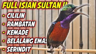 FULL NEMBAK  KONIN GACOR FULL ISIAN TEMBAKAN ISTIMEWA INI COCOK BUAT MASTERAN KOLIBRI NINJA BAHAN [upl. by Bowman833]