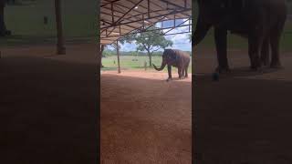 Elephant Kicks Soccer Ball  1527620 [upl. by Neelat667]