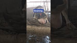 Vaginal prolapse  theveterinarian cow dairy [upl. by Nikoletta941]