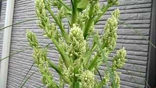 Beaucarnea recurvata blossoms 35 31 years old [upl. by Idnahc]