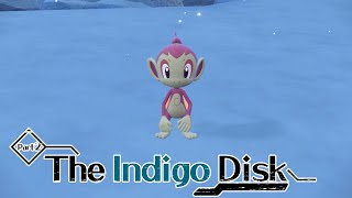 Live Shiny Chimchar from the Polar Biome [upl. by Sral]