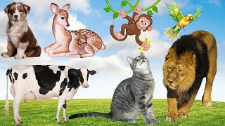 Discover Amazing familiar animals life cow pig duck cat dog hippo parrot horse panda [upl. by Emaj]