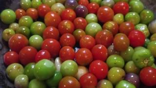 Tomatillos  How to Harvest and make Salsa 2 of 2 [upl. by Bahner]