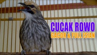 Cucak Rowo Gacor Suara Merdu Full Isian  Kicau Burung [upl. by Labinnah]