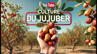 Le jujubier  culture plantation taille entretien récolte [upl. by Landis]