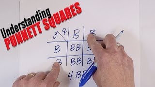 Understanding Punnett Squares [upl. by Klimesh398]