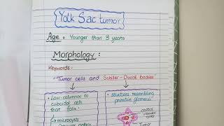 SEMINOMA and NONSEMINOMAS  Testicular Cancers Pathology [upl. by Felicidad995]