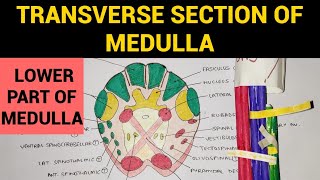 Transverse Section of Medulla  1  TS of Lower Part of Medulla at Pyramidal Decussation [upl. by Acnairb]