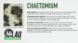 Mold Glossary  Chaetomium [upl. by Adleme]