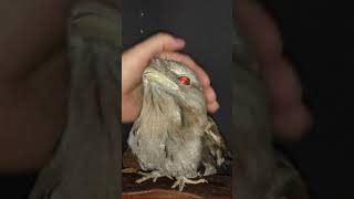 The Tawny Frogmouth nature’s master of disguise [upl. by Syst816]