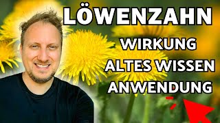 Löwenzahn Wirkung 🌞 Anwendung amp altes Wissen Taraxacum officinalis [upl. by Lotson]