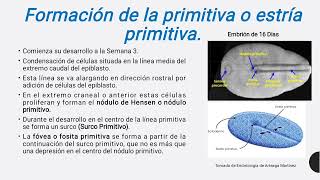 Embriología Humana [upl. by Stonwin834]