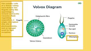 label diagram of volvox with function [upl. by Aicila]