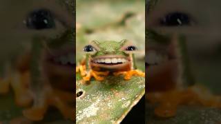 Galumph went the little green frog 🎵 snapchatfilter funny wtf funnysinging sillyhumor hyper [upl. by Ilarrold385]