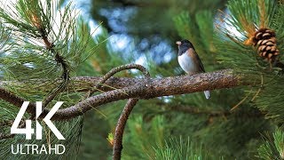 Bird Songs  8 HOURS of Birds Singing in the Forest  Nature Relaxation Video in 4K Ultra HD [upl. by Edya]