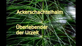 Ackerschachtelhalm  Überlebender der Urzeit [upl. by Garda]