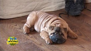 Emisija Kućni ljubimci 06 1332 30 01 2016 Shar pei [upl. by Enicul]