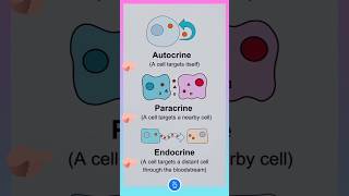 Autocrine Paracrine and Endocrine Signalling [upl. by Henleigh]