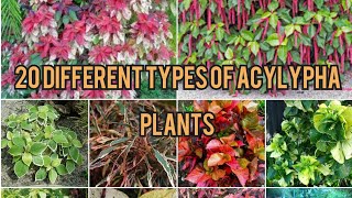 बोहोत खूबसूरत 20 different varieties of acylypha plantCopper leaf plant [upl. by Minny291]