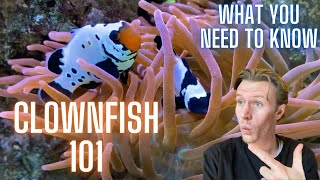 THE Ultimate Clownfish Care Guide  Everything You Need to Know [upl. by Germayne]