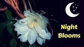 10 Most Beautiful Night blooming Flowers In The World  GardenGraduate [upl. by Conlan]