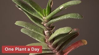 Gasteria rawlinsonii Houseplant Care – 351 of 365 [upl. by Garfinkel368]