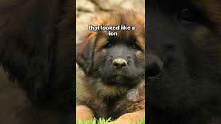 Leonberger  a dog that looked like a lion leonberger dogs germandog puppy [upl. by Aned]