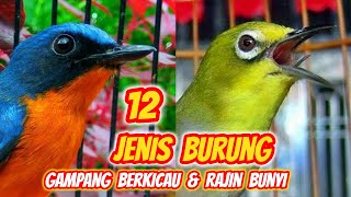 12 Jenis Burung yang Gampang Berkicau Cocok untuk Pemula [upl. by Strader174]