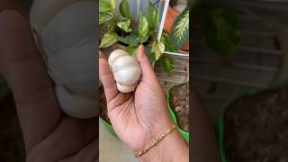 Lets grow elephant garlic trending garden houseplants youtube home vlog shorts [upl. by Eecyaj]