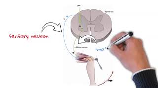 why do upper motor neuron lesions causes hyperreflexia knee reflex examination [upl. by Ainola528]