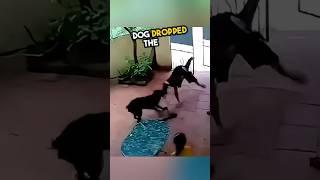 Dog saves a girl in the smartest way ever ❤️ [upl. by Enna682]