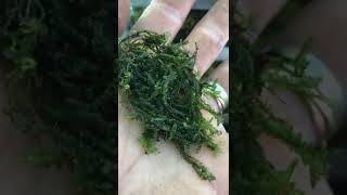 How to grow liverwort Chiloscyphus polyanthos St Winifrid’s MossPale Liverwort [upl. by Ynotna]