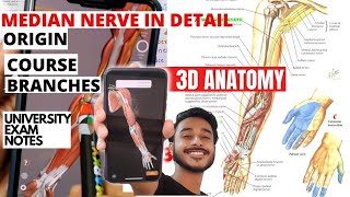 Median nerve anatomy course and branches  median nerve 3D anatomy  median nerve anatomy in hindi [upl. by Lad]