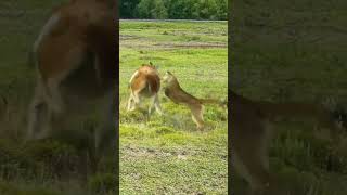 Alpaca vs Jaguar Wild Animals at Close Range Animal Combat Power Competition [upl. by Chien]