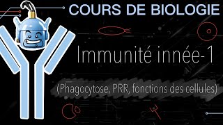 IMMUNITÉ INNÉE1 phagocytose PRR fonctions cellulaires [upl. by Garek]