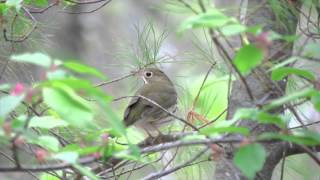 Ovenbird on a perch chipping [upl. by Evelinn]